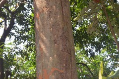 Cinnamomum sulphuratum